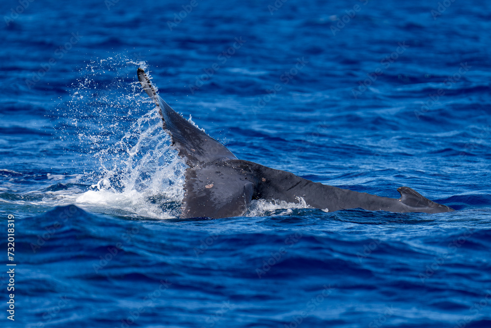 Naklejka premium Humpback Whale Baby Tail Slapping near Lahaina, Maui, Hawaii