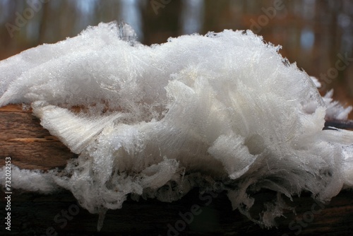An unusual natural phenomenon - mysterious hair ice on wood looks like angle hair. The fungus Exidiopsis effusa is responsible for this crystallization process. © Iwona