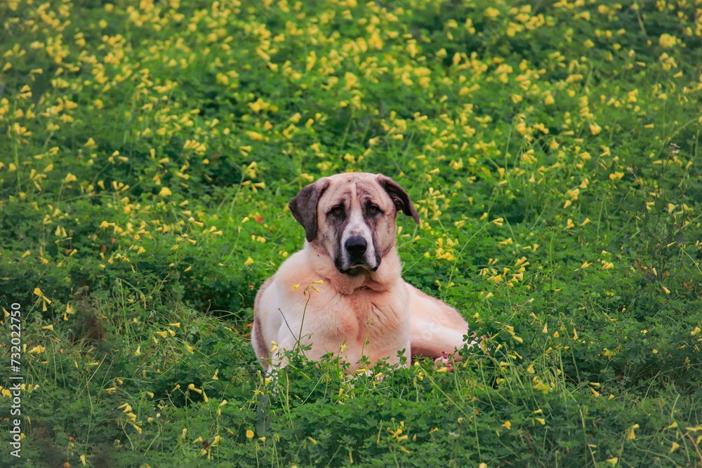 Portuguese Shepherd dog on a green field