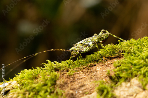 Grasshopper on a tree © VitorRanali