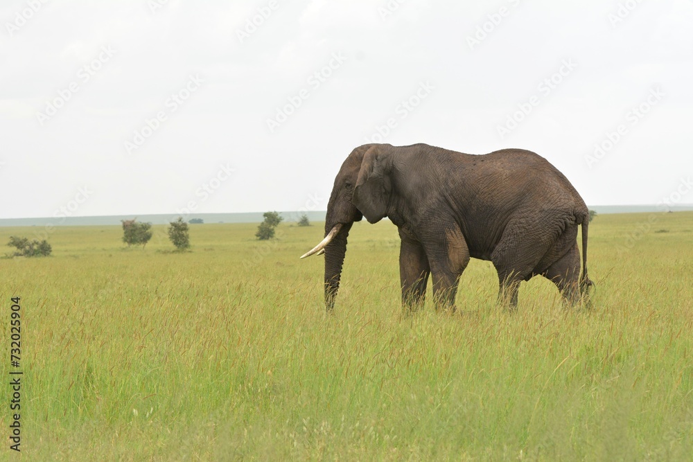 Fototapeta premium elephant in the savannah