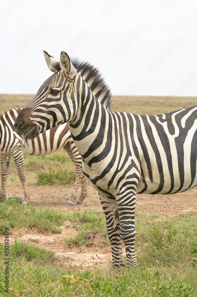 Obraz premium zebra in the wild