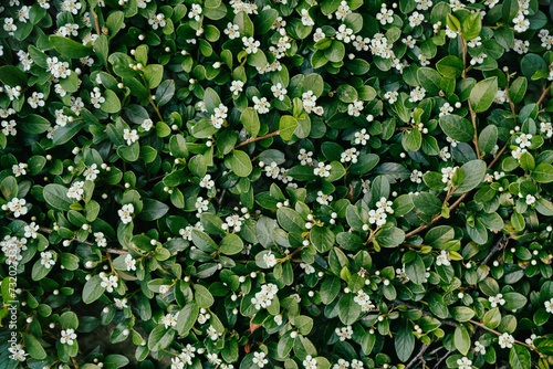 Detailed view of small white flowers on dense green shrubbery.