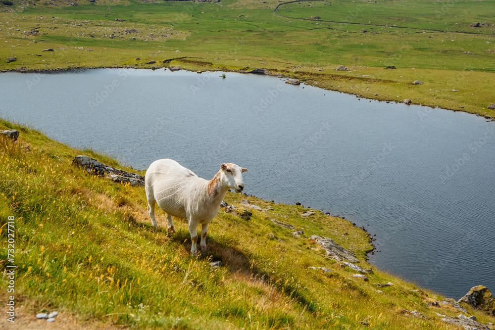 Obraz premium Flock of sheep sheep resting peacefully under a clear blue sky in a remote mountain valley