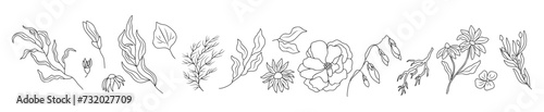 Fototapeta Naklejka Na Ścianę i Meble -  Set of tiny wild flowers and plants line art vector botanical illustrations. Trendy greenery hand drawn black ink sketches collection. Modern design for logo, tattoo, wall art, branding and packaging.