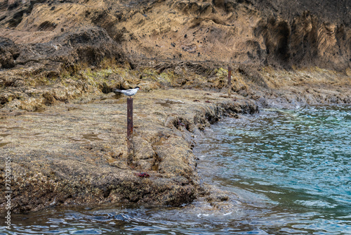 Pink tern bird (Sterna dougallii) and fidalgo crab (Grapsus adscensionis) next sea, Azores
