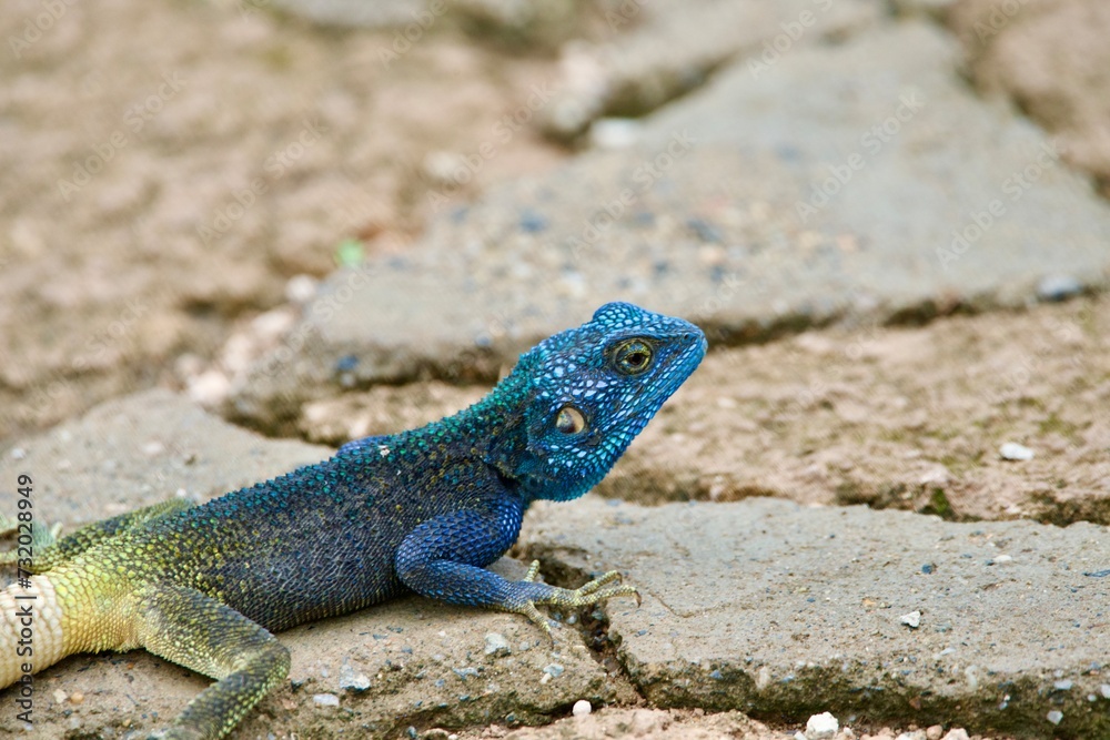 Portrait of a rock agama Portrait of a rock agama