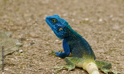 Portrait of a rock agama