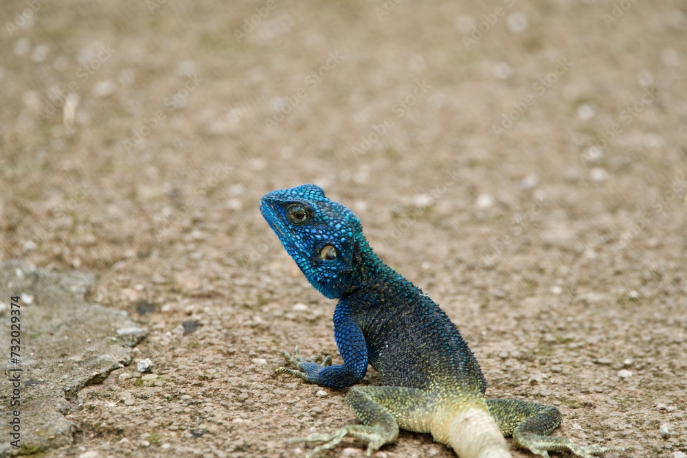 Portrait of a rock agama Portrait of a rock agama