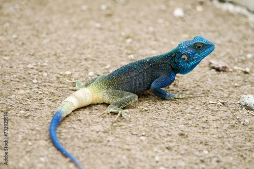 Photography Portrait of a rock agama