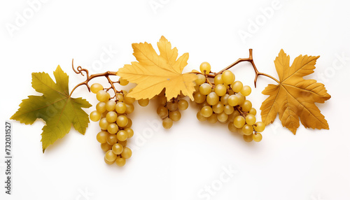 Golden grape vine and leaves on a white background