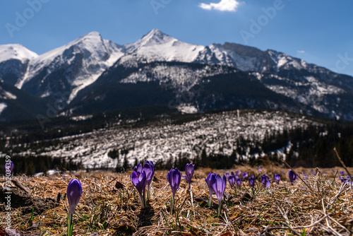 Fototapeta Naklejka Na Ścianę i Meble -  Tatry , Zakopane, Krokusy, wiosna