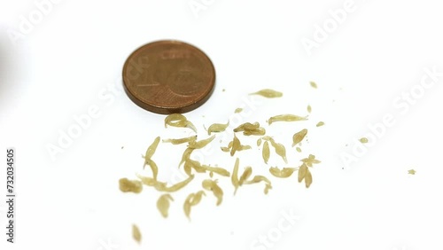 Dipylidium caninum isolated on a white background, a euro cent coin for size comparison. Dipylidium caninum is a common parasite in domestic animals.
