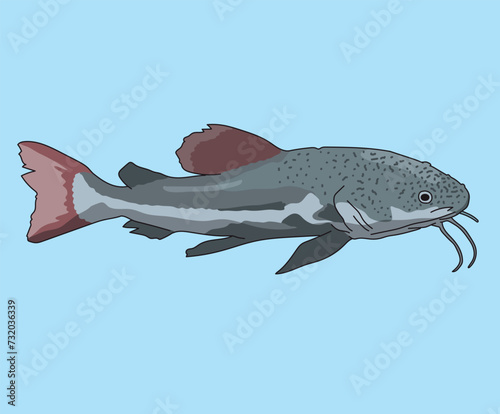 Catfish Fishes Fishing Catfishes