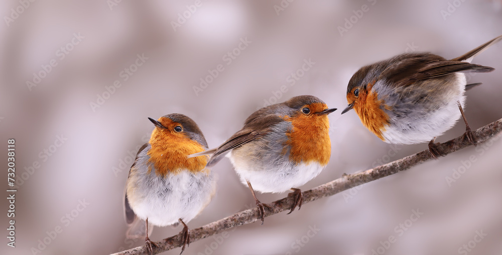 Trio of robins on a thin branch on a blurred light background.