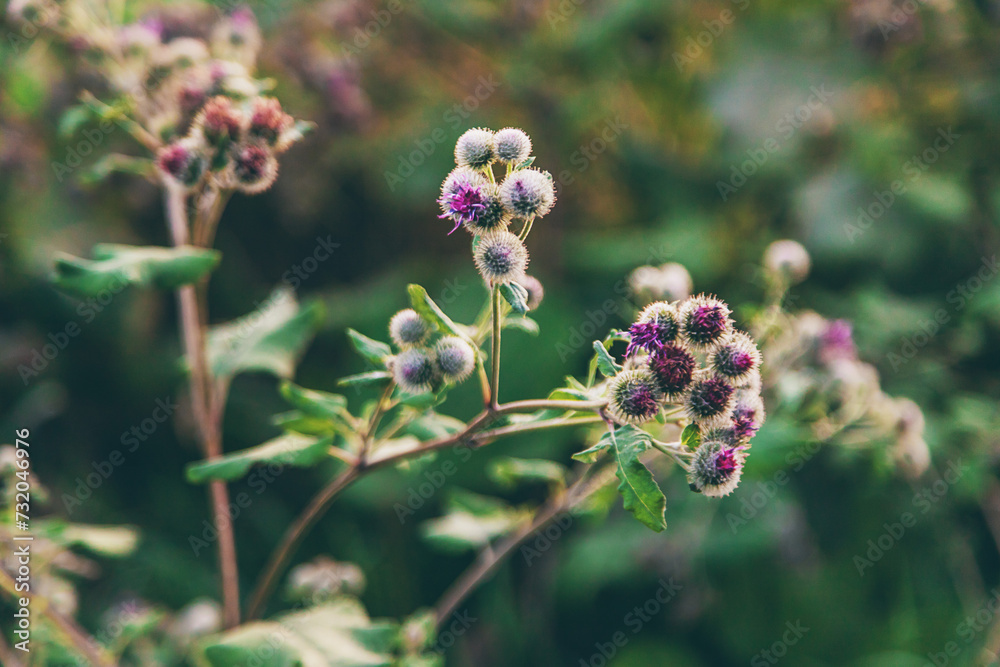 burdocks grow in the garden. Selective focus. burdocks grow in the garden. Selective focus.