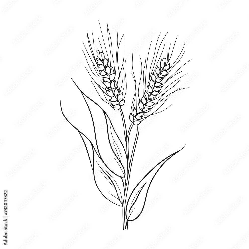 Elegant line drawing of summer wheat. Illustration for invites and cards Elegant line drawing of summer wheat. Illustration for invites and cards