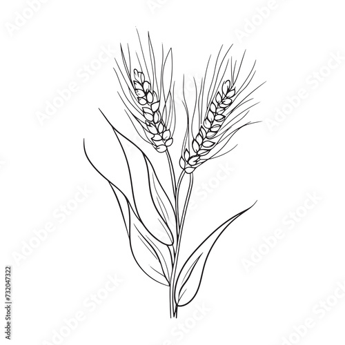 Elegant line drawing of summer wheat. Illustration for invites and cards