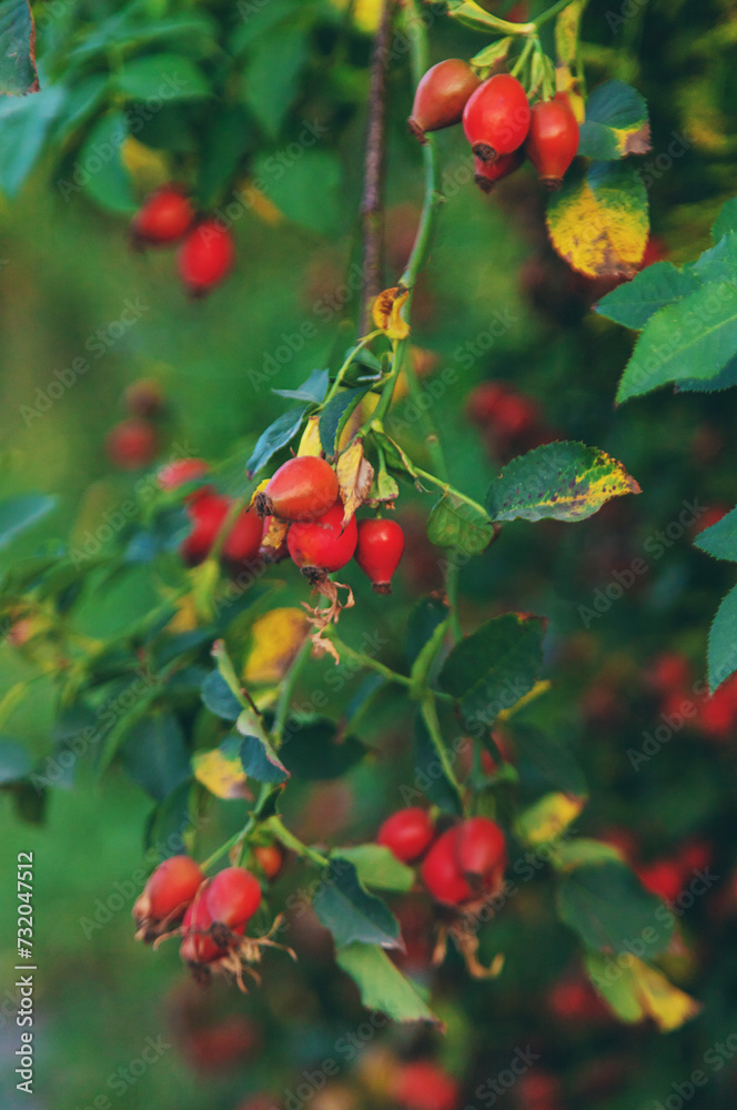 Rose hips in the garden. Selective focus.