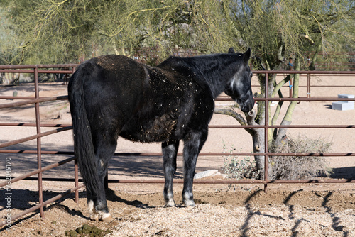 A dirty old black horse in Arizona