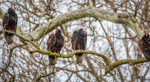 Turkey vultures on tree limb