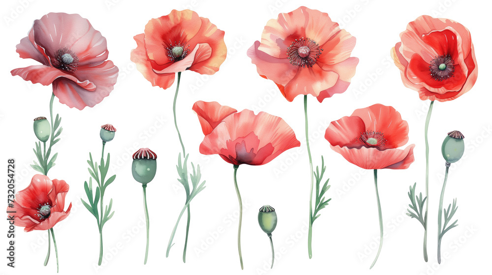 Set of red poppies isolated on a transparent background. Watercolor illustration. Clipart PNG