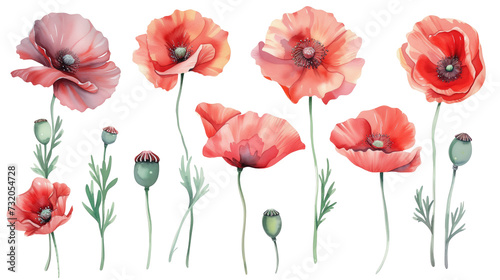 Set of red poppies isolated on a transparent background. Watercolor illustration. Clipart PNG © Petrova-Apostolova