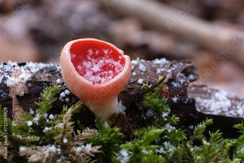 Spring edible mushroom - Sarcoscypha austriaca or Sarcoscypha coccinea	in forest in little snowy scenery