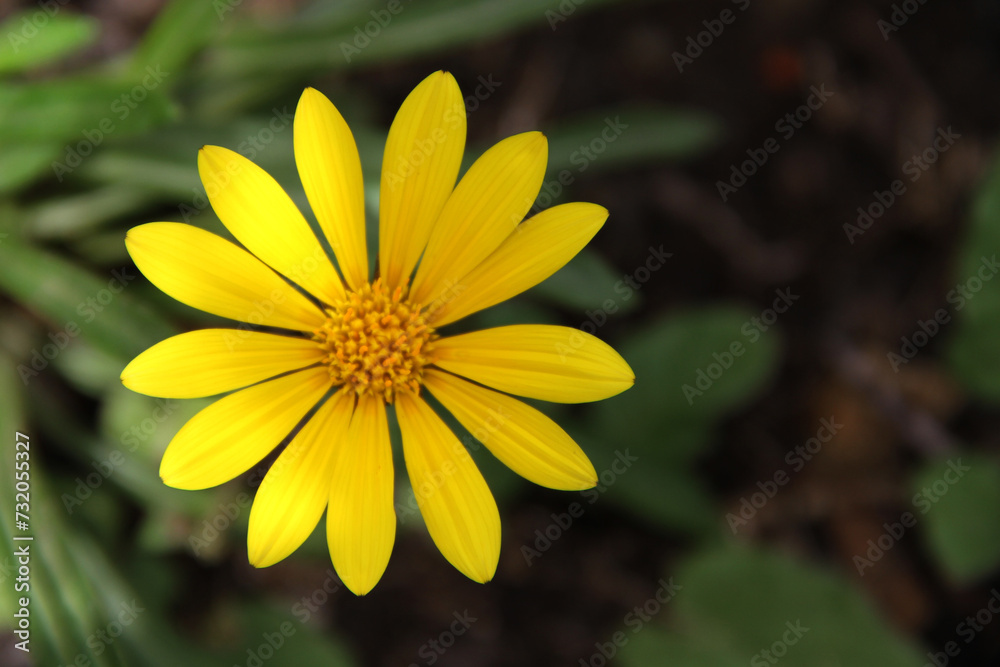 Yellow Gazania krebsiana, botterblom, is a perennial, evergreen, clump forming, low growing, drought tolerant, attractive free flowering groundcover. Willem Pretorius Nature Reserve. Yellow Gazania krebsiana, botterblom, is a perennial, evergreen, clump forming, low growing, drought tolerant, attractive free flowering groundcover. Willem Pretorius Nature Reserve.