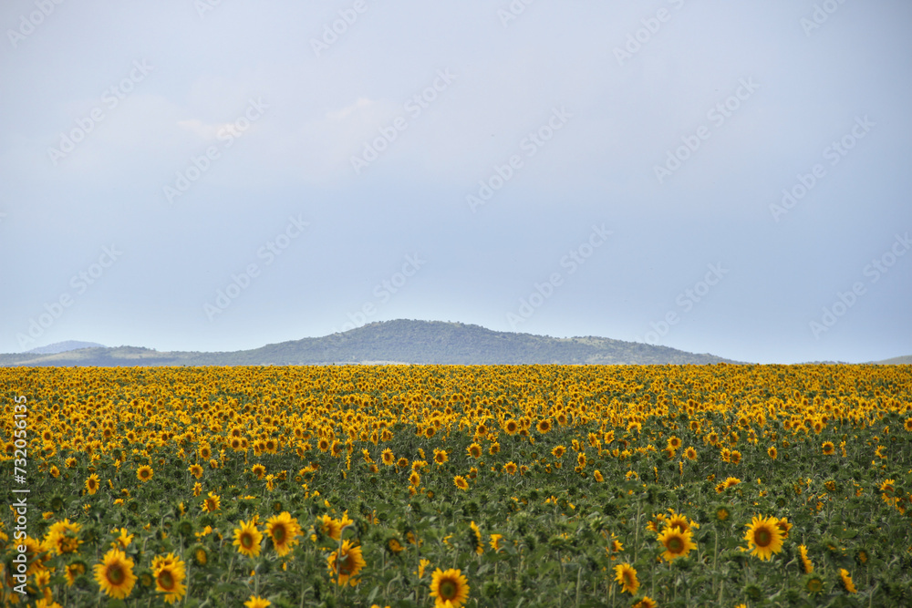Sunflower field and windmill.  The major sunflower-producing provinces, namely the Free State and. North West, contributed 90.3% of the total crop. 