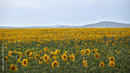 Sunflower field and windmill. The major sunflower-producing provinces, namely the Free State and. North West, contributed 90.3% of the total crop. 