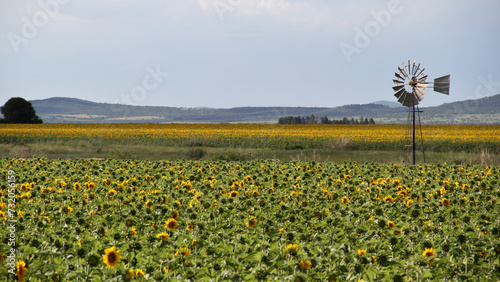 Sunflower field and windmill.  The major sunflower-producing provinces, namely the Free State and. North West, contributed 90.3% of the total crop. 