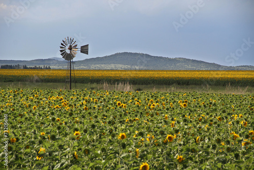 Sunflower field and windmill.  The major sunflower-producing provinces, namely the Free State and. North West, contributed 90.3% of the total crop.  photo