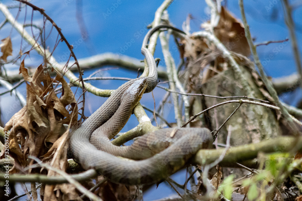 Water Snake Basking on Tree Branches over Water Water Snake Basking on Tree Branches over Water