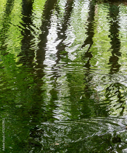 Abstract reflections of trees on water surface of a pond in The Netherlands.