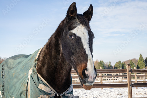 Portrait eines alten, dunkelbraunen Pferdes mit heraushängender Zunge im Winter auf dem paddock photo