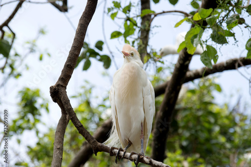 White bird on tree branch photographed from below