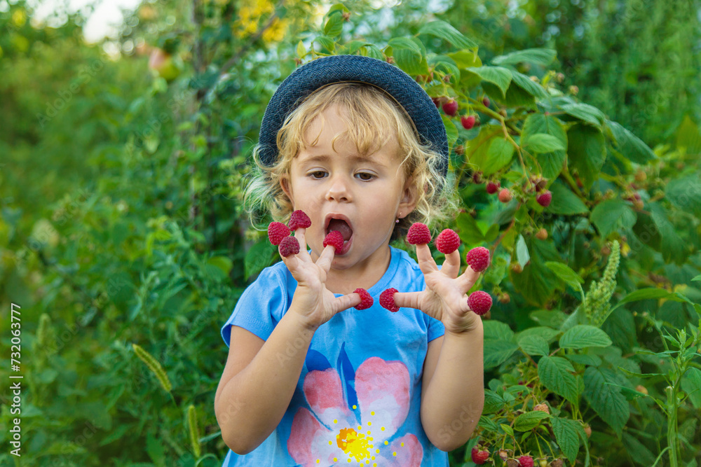 A child picks raspberries in the garden. Selective focus. A child picks raspberries in the garden. Selective focus.