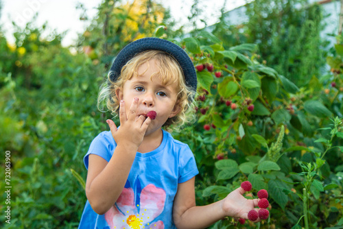 A child picks raspberries in the garden. Selective focus.