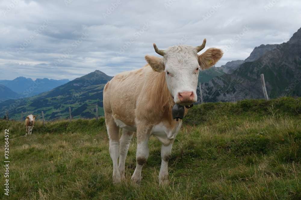 Cow in the Swiss alps with mountains in the background