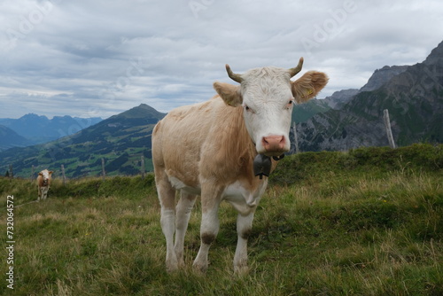 Cow in the Swiss alps with mountains in the background