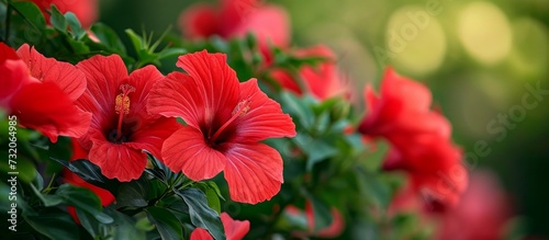 A beautiful bush adorned with an array of magenta hibiscus flowers, showcasing its herbaceous and flowering qualities.