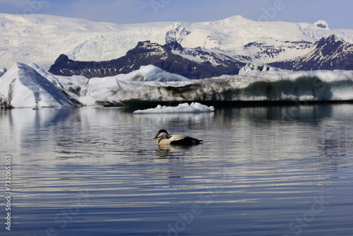 Jökulsárlón is a large glacial lake in southern part of Vatnajökull National Park, Iceland photo