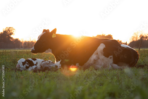 Vaca con ternero descansando al amanecer photo