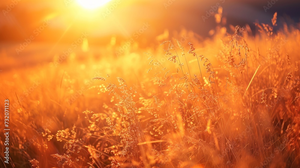 Vibrant orange grass meadow under a golden sunlight. Vibrant orange grass meadow under a golden sunlight.