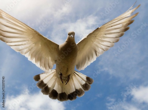 Dove flying on the sky. International Day of Peace. Background.