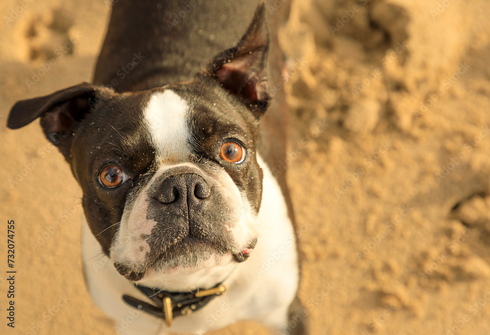 Close up of the face of a Boston Terrier