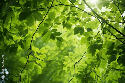 green leaves and sunlight on the leaves