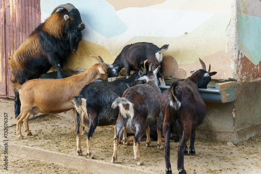 A domestic goat at the zoo during feeding. The life of animals in a cage for the entertainment of people. Care for rare species of animals. A domestic goat at the zoo during feeding. The life of animals in a cage for the entertainment of people. Care for rare species of animals.