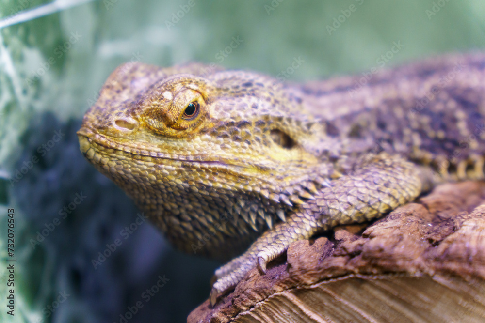 A chameleon at the zoo sits on a branch in an aviary. The life of animals in a cage for the entertainment of people. Care for rare species of animals. A chameleon at the zoo sits on a branch in an aviary. The life of animals in a cage for the entertainment of people. Care for rare species of animals.